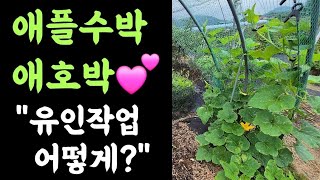 애플수박, 애호박???? 유인작업 어떻게?