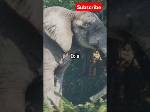 "The Adventures of Timmy the Tiger!"