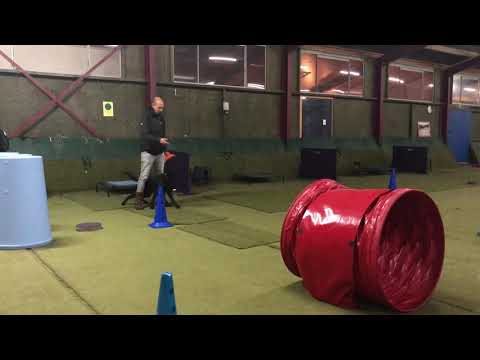 Hoe leer je jouw hond spelenderwijs aan om een muilkorf of kap te dragen?