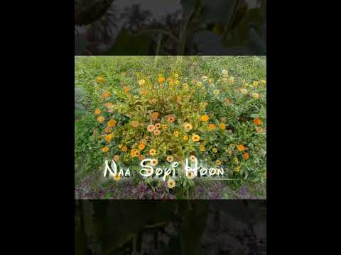 #arifa #love #hilite #everyone #flowers