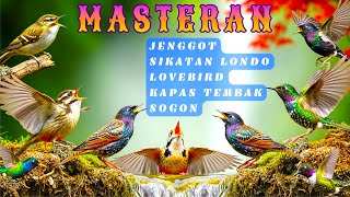 Download lagu Auto Bongkar Isian | MASTERAN UNTUK SEMUA JENIS BURUNG KICAU , MURAI BATU, CUCAK HIJAU, KACER mp3