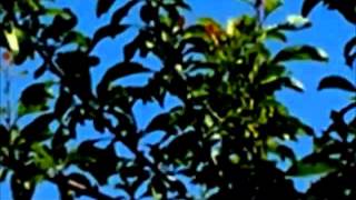 preview picture of video 'UFO/OVNI 2012  MONTEFALCONE DI VALFORTORE BENEVENTO ITALY .wmv'