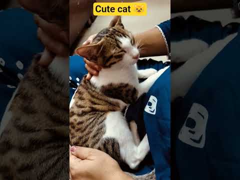 cute cat 😺🐈