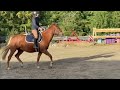 Mare New Forest For sale 2022 Chesnut