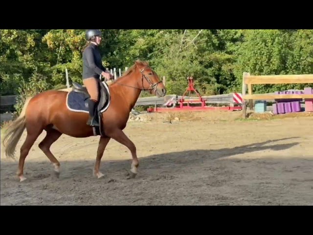 Mare New Forest For sale 2022 Chesnut