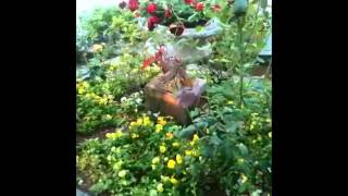 chovendo na roseira tom jobim edu lobo