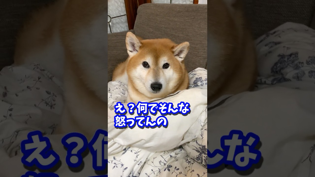唸りを封印した柴犬が解放する瞬間#shibadog #柴犬 #sibainu  #犬のいる生活 #shorts