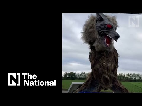 'Monster Wolf' robots help Japanese town fight back the wild bears