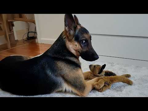 You Can’t Stop Laughing at These German Shepherd Dogs 🤣  Funniest Dogs 2025