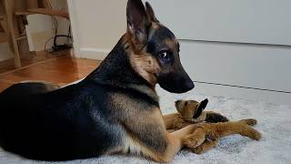You Can’t Stop Laughing at These German Shepherd Dogs 🤣 Funniest Dogs 2025