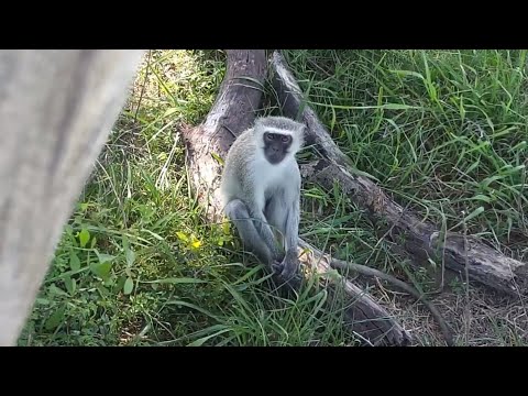 A lone vervet monkey under camera tree in Djuma Waterhole