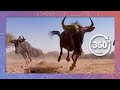 Wild African Animal Stampede Wildlife In 360 VR