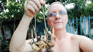 Foreigner, How To Grow a Ginger Garden