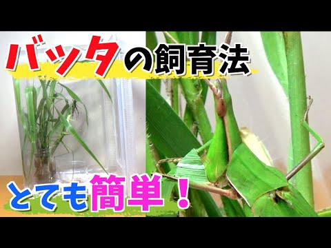 コークスクリューバッタ 植物