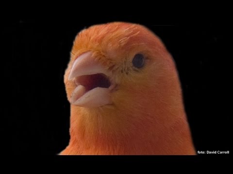 CANÁRIO BELGA CAMPAINHA PURO - CANARY SINGING