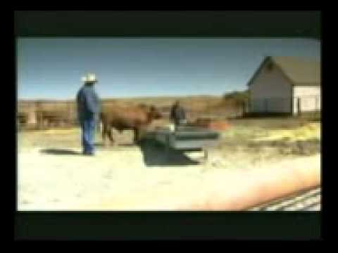 LITTLE YELLOW JACKET