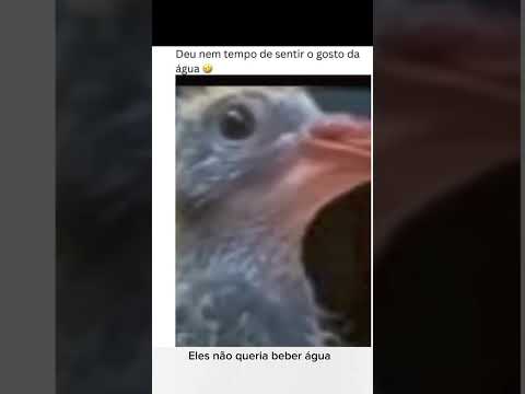 Vazou eu dando água pro passarinho