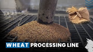 Wheat Processing Plant | How Wheat is Process inside the Factory | Wheat Processing Line