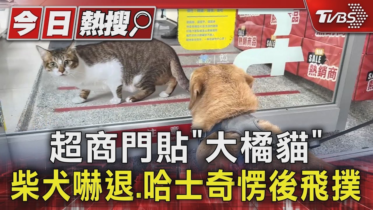 超商門貼「大橘貓」　柴犬嚇退、哈士奇愣後飛撲