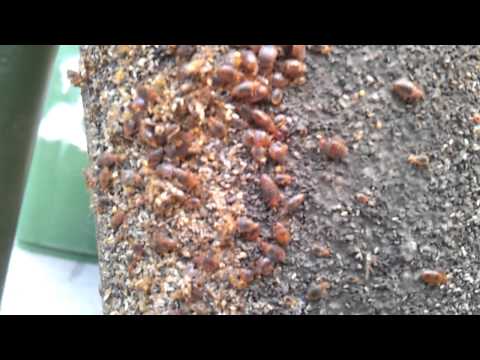 Az ÁNTSZ szerint nincs ezen a matracon poloska