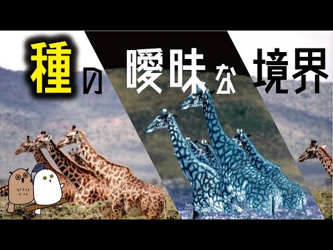 進化 (生物学)について詳しく解説