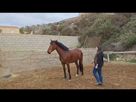 Andalusier Lusi Stute Pastora