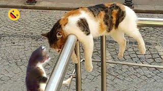 Funny Dogs And Cats Videos 2023 😅 - Best Funniest Animal Videos Of The Month #10
