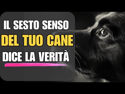Il Sesto Senso dei Cani: Come Percepiscono il Mondo Invisibile