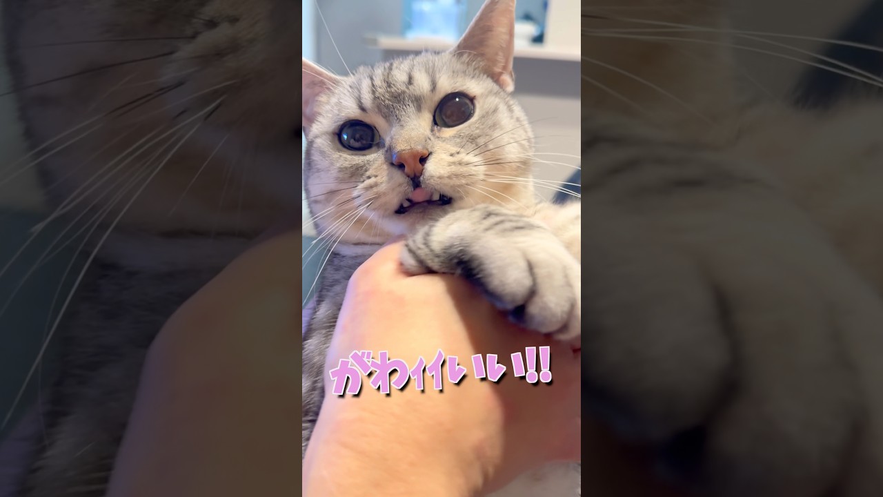 お出迎え猫がかわいすぎて発狂するママ...!! #cat #猫