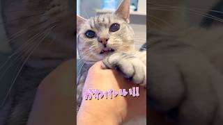 お出迎え猫がかわいすぎて発狂するママ...!! #cat #猫