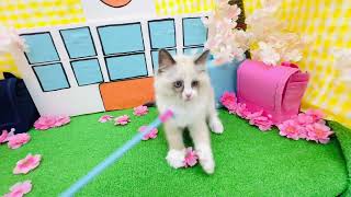 ラグドールの動画01