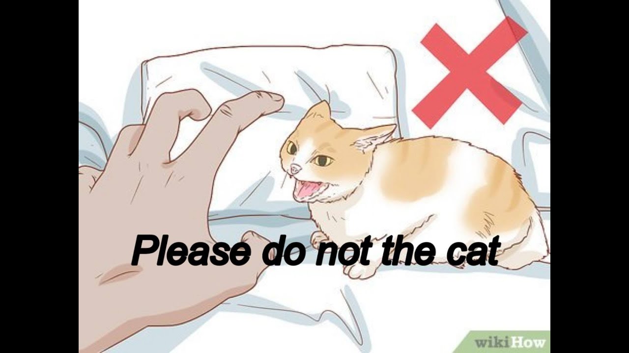 please do not the cat