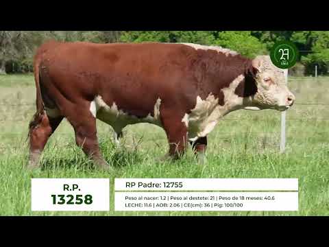 RP 13258 TORO HEREFORD