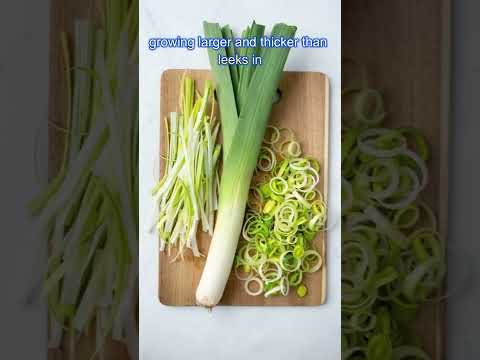 Pokémon Designs and Origins - Farfetch'd