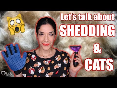 Why do cats SHED so much?! Is it normal? (Let's talk about SHEDDING) 🙀🐱