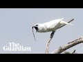 White bellbird: listen to the world's loudest bird call
