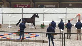 Le frère de Parzival approuvé étalon