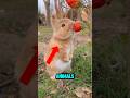 TOP 5 ANIMALS THAT LOOK CUTE BUT CAN KILL YOU