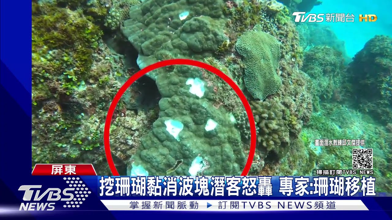 挖活珊瑚黏消波塊潛客怒轟搞破壞 專家:主動移植復育