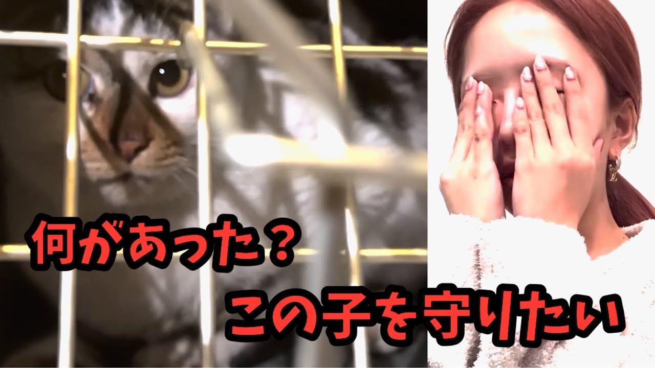 【緊急出動】急遽、猫を救うためにレスキュー向かいました