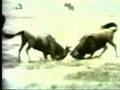 Classic Sesame Street Animals Fighting On Film