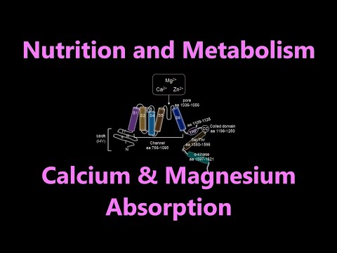 Calcium and Magnesium | Mineral Absorption