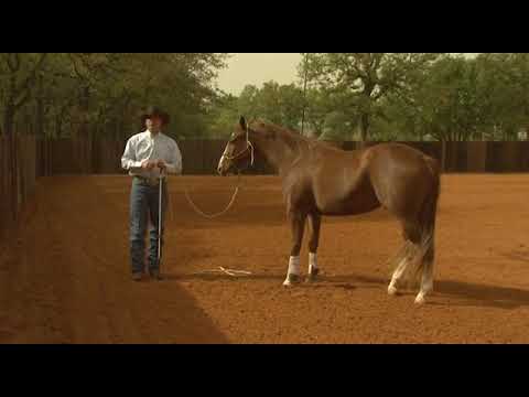 Clinton Anderson The Sending Exercise