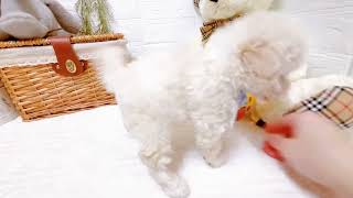 トイプードルの動画02