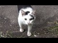 The Cat Runs To The Food And Away From Me