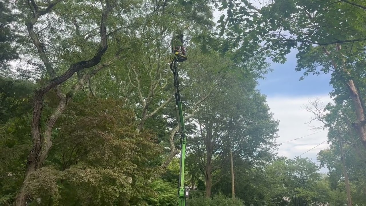 Safe Tree Trimming with a Chainsaw: Trust The Experts of Hufnagel Tree Service