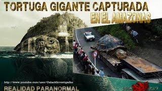TORTUGA GIGANTE encontrada en el Rio Amazonas @OxlackCastro RT