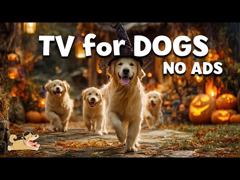 DOG TV: Ultimate Anti-Anxiety Solution for Dogs When Home Alone 🐶🎵 Best Videos & Happy Music