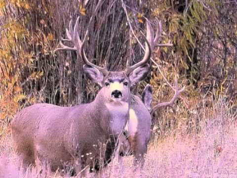 Chris Calhoun - Monster Buck (Whitetail Fever)