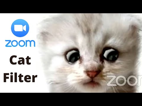 How to get the Cat Filter on Zoom
